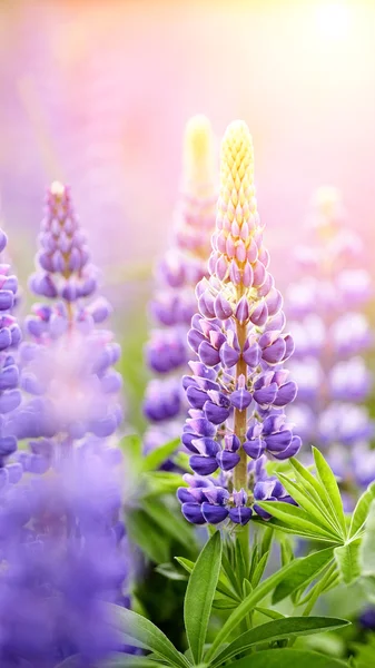 Blauwe wild groeiende bloemen van een lupine Stockafbeelding