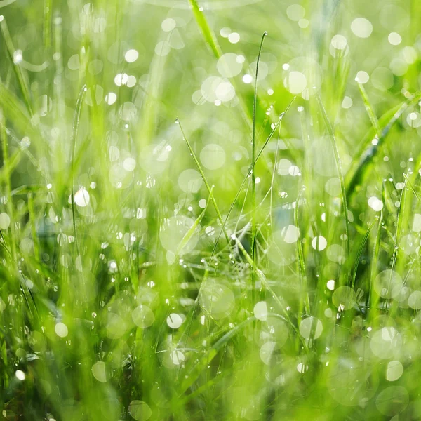 鲜绿的青草，有露水. — 图库照片