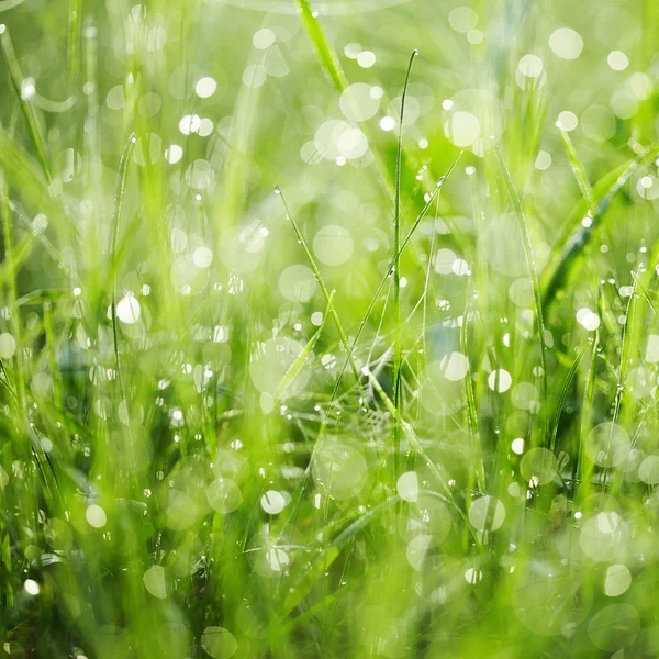 Frisches grünes Gras mit Tau. — Stockfoto