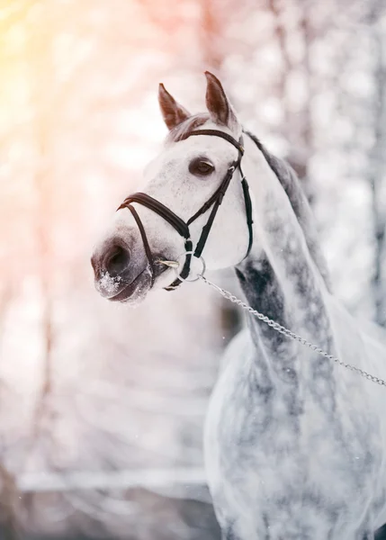 Retrato de un caballo deportivo gris en invierno — Foto de Stock