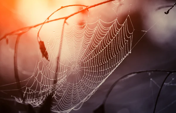 Teia de aranha em gotas de orvalho — Fotografia de Stock