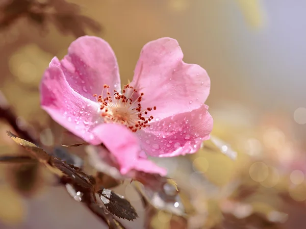 Pink flower of a dogrose. Stock Image