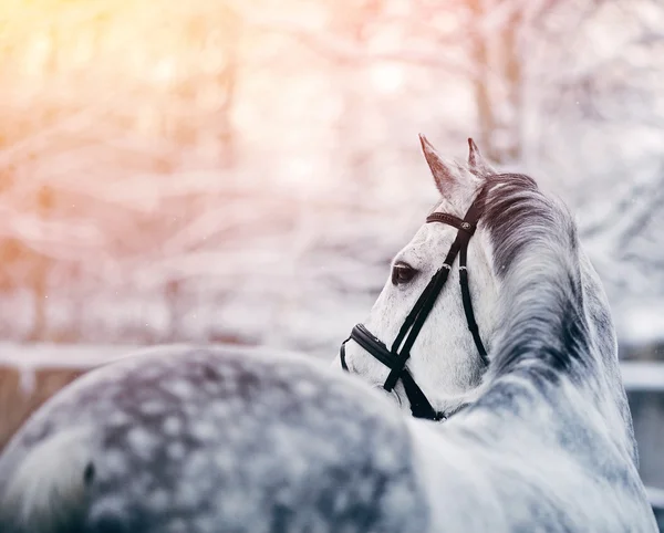 Retrato de un caballo deportivo gris en invierno — Foto de Stock