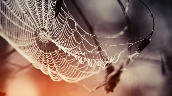 Teia de aranha em gotas de orvalho — Fotografia de Stock