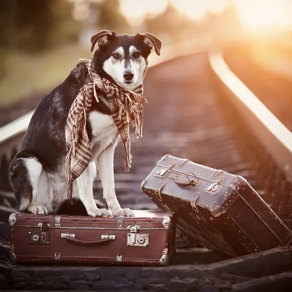 El perro se sienta en una maleta sobre rieles — Foto de Stock