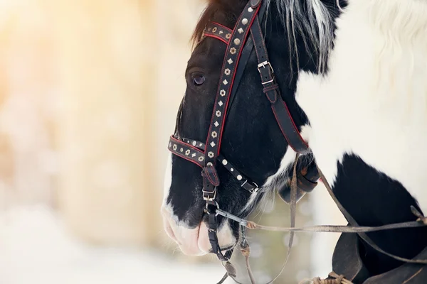 Muso di un cavallo in un'imbracatura . — Foto Stock