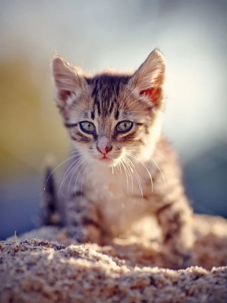 Полосатый котенок . — стоковое фото