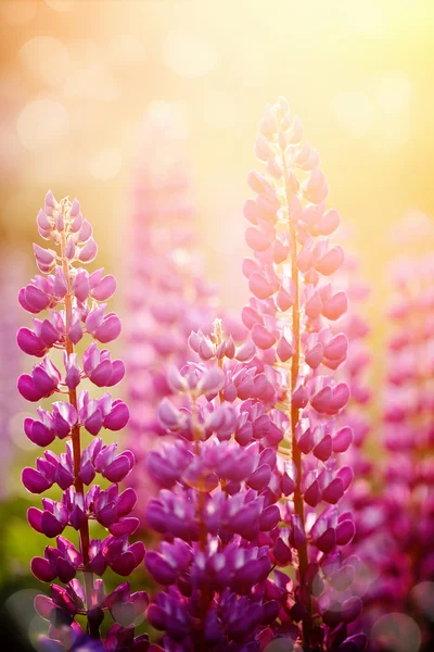 Wild groeiende bloemen van een lupine Stockfoto