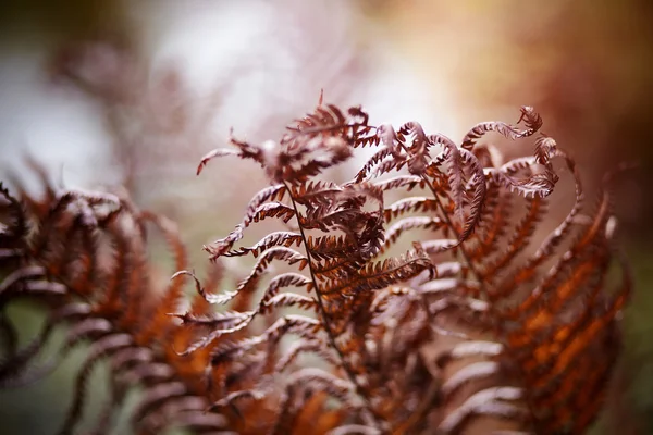 Dried-up fern — Stock Photo, Image