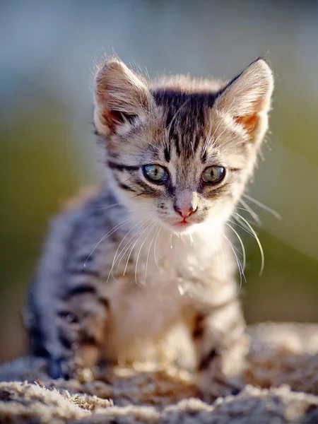 Striped Small kitten — Stock Photo, Image