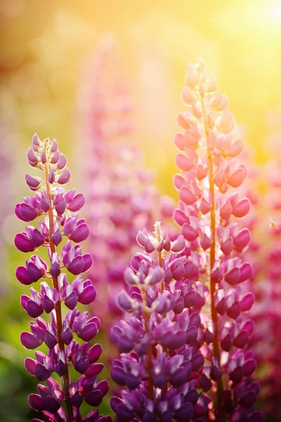 Wild-growing flowers of a lupine — Stock Photo, Image