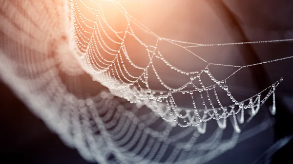 Çiy damlaları örümcek ağı