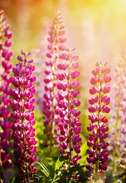 Wild-growing flowers of a lupine — Stock Photo, Image