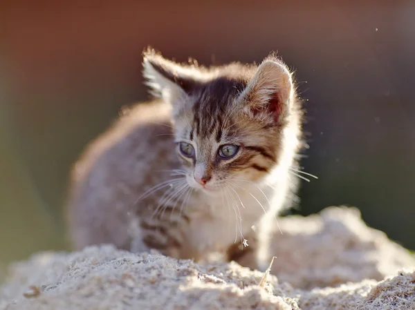 Striped Small kitten — Stock Photo, Image