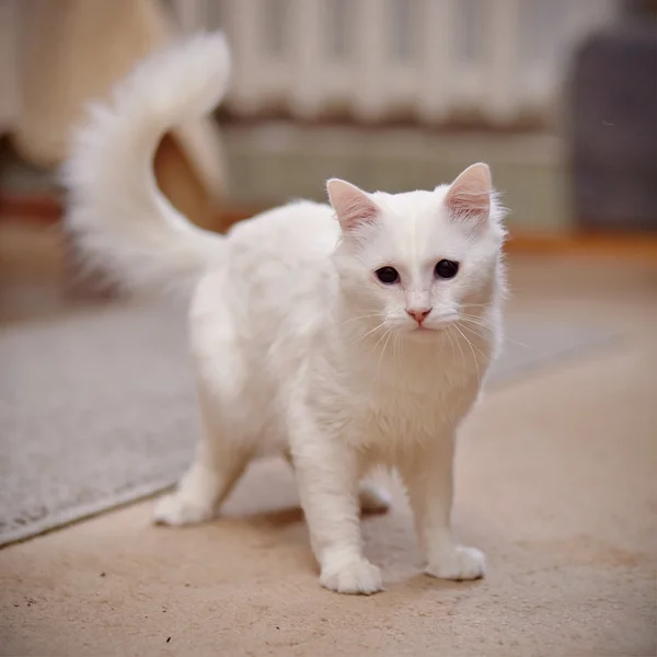 Bílý nadýchaný kočka. — Stock fotografie