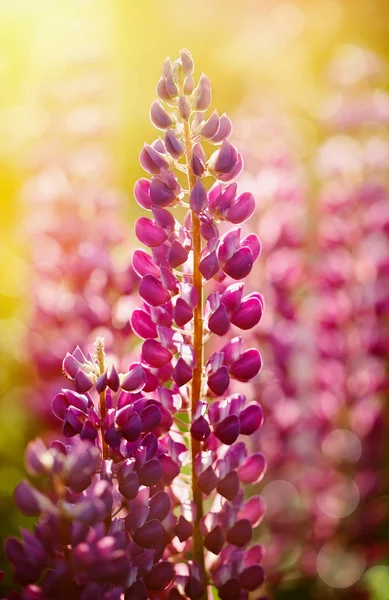 Wild-growing flowers of a lupine — Stock Photo, Image