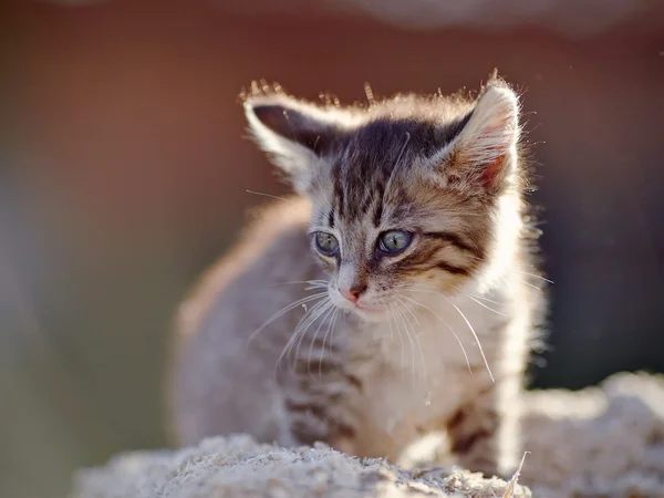 Pequeño gatito rayado — Foto de Stock