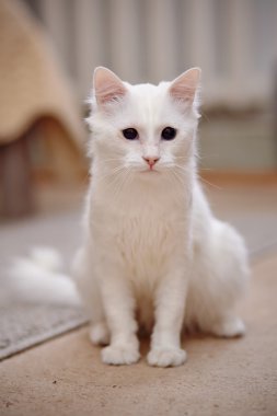 kabarık beyaz kedi.