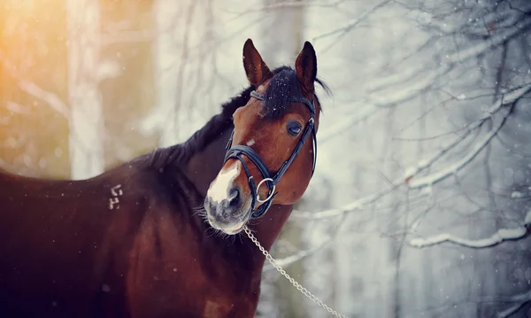 Portrait of a sports stallion. — Stock Photo, Image