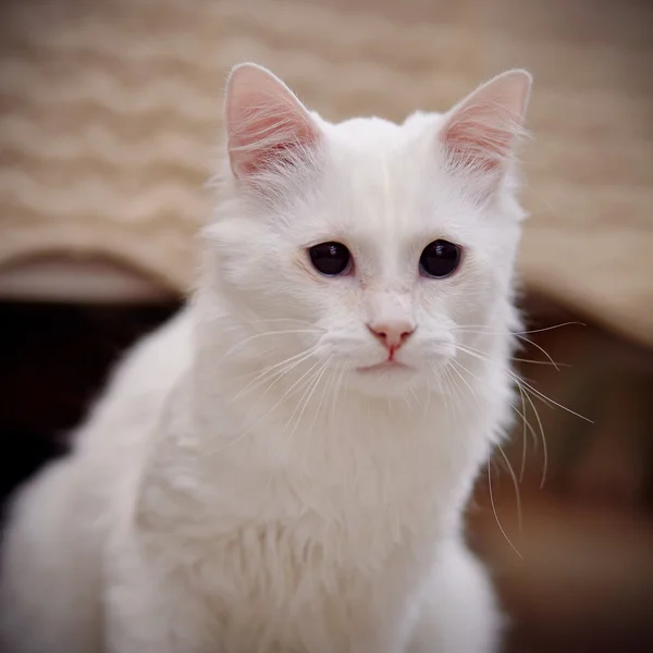 Retrato de um gato fofo branco . — Fotografia de Stock