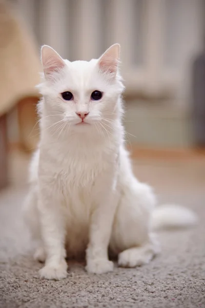 Белая пушистая домашняя кошка . — стоковое фото