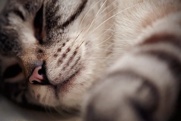 Naso del gatto a strisce addormentato . — Foto Stock