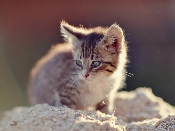 Gatito rayado gris . — Foto de Stock