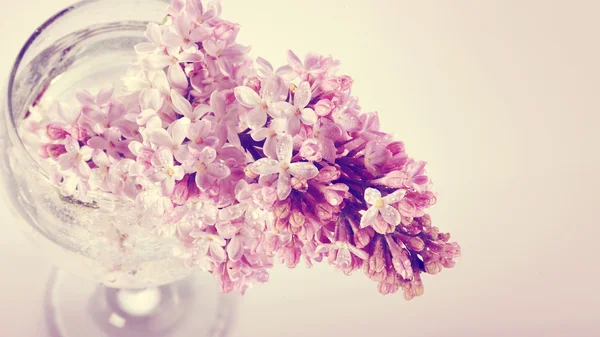 Lilac branch in a glass. — Stock Photo, Image