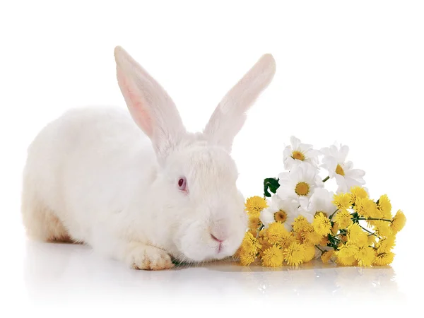 White rabbit with red eyes with flowers. — Stock Photo, Image