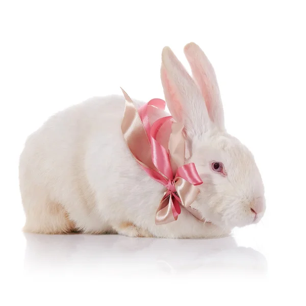 White rabbit with red eyes with a tape. — Stock Photo, Image