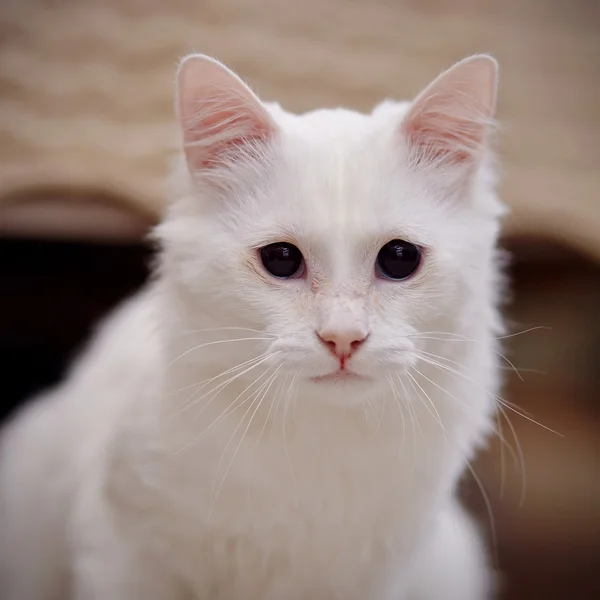 Retrato de um gato branco. — Fotografia de Stock