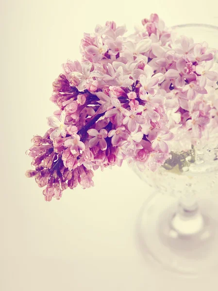 Şube bir cam bahar Eflatun çiçekli. — Stok fotoğraf