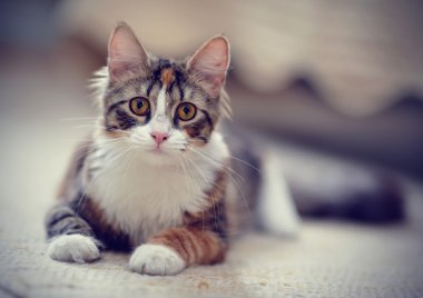Bir kedi çok renkli portresi çizgili