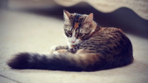 Mehrfarbig gestreifte Katze. — Stockfoto