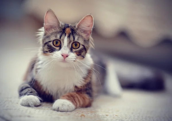 Портрет разноцветной полосатой кошки — стоковое фото