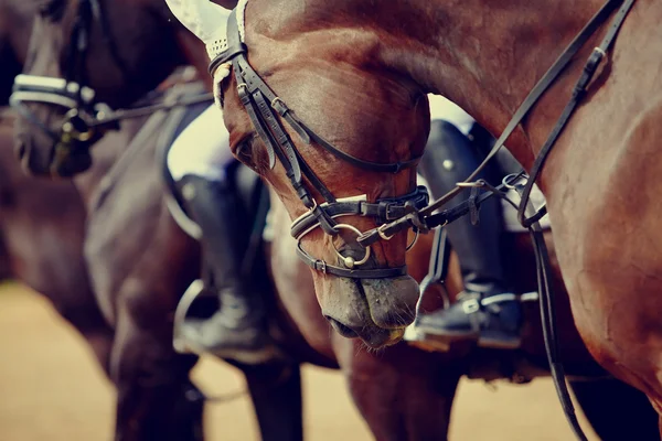 Ritratto di cavallo sportivo . — Foto Stock