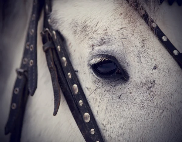 Oog van een grijze paard. — Stockfoto