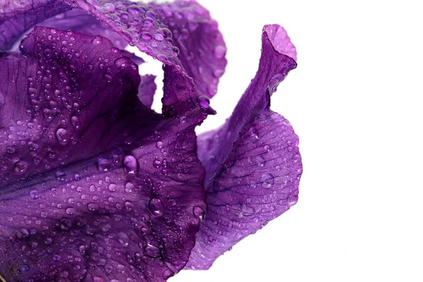 Petals of a flower of an iris. — Stock Photo, Image