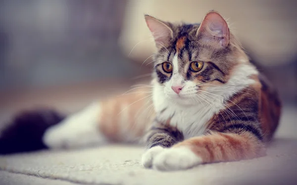 Retrato de un gato rayado multicolor — Foto de Stock