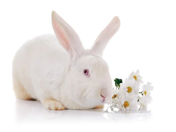 White rabbit with red eyes with flowers. — Stock Photo, Image