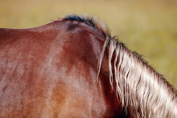 Halsen av en häst. — Stockfoto