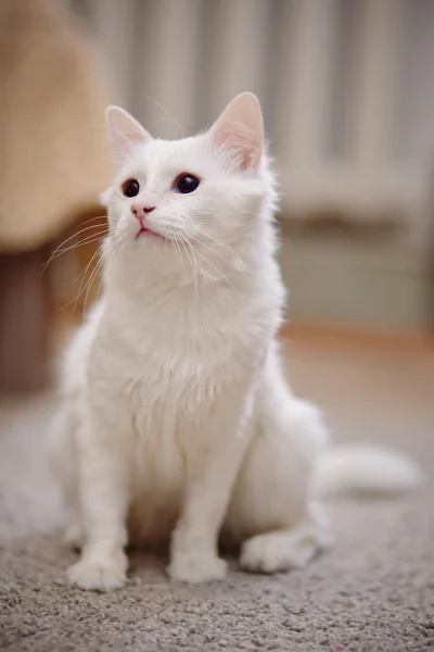 Weiße flauschige Katze sitzt. — Stockfoto