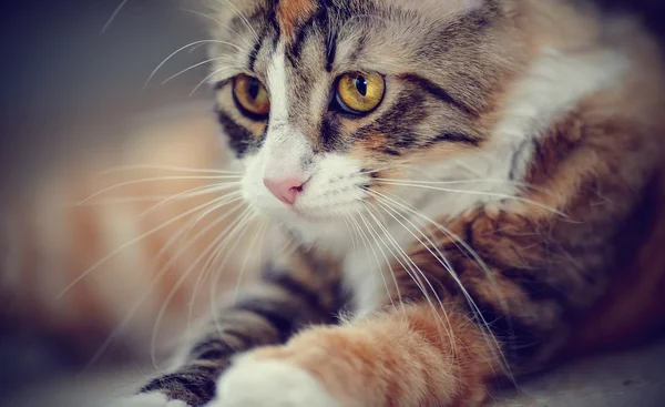 Портрет разноцветного кота — стоковое фото