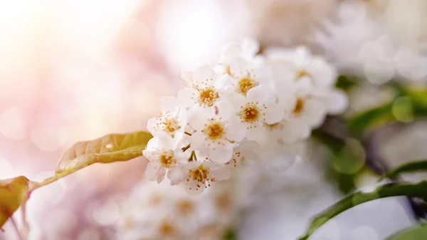 Вишневая ветвь с белыми цветами — стоковое фото