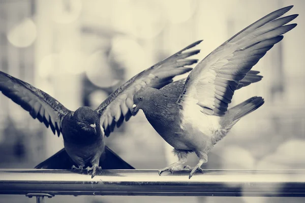 Two city rock pigeons. — Stock Photo, Image