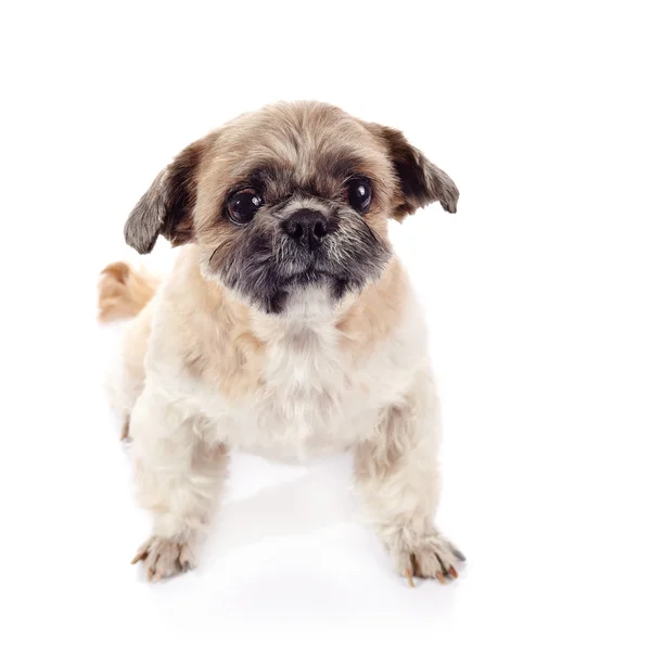 Kleine hondje van ras van een shih-tzu — Stockfoto