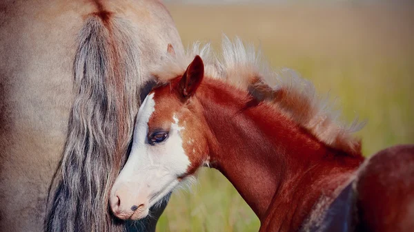 Portrait of a red foal on a pasture. — Stock Photo, Image