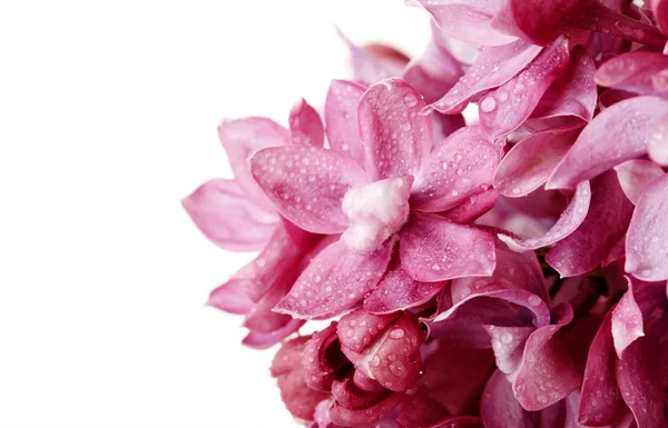 Ароматные лиловые цветы — стоковое фото