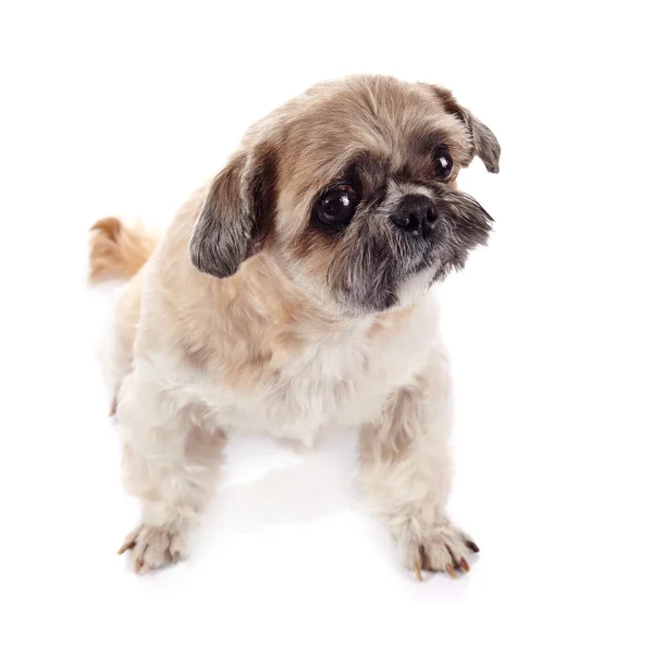 Beige doggie of breed of a shih-tzu — Stock Photo, Image