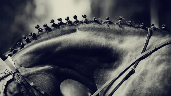 Hals eines Pferdes. — Stockfoto